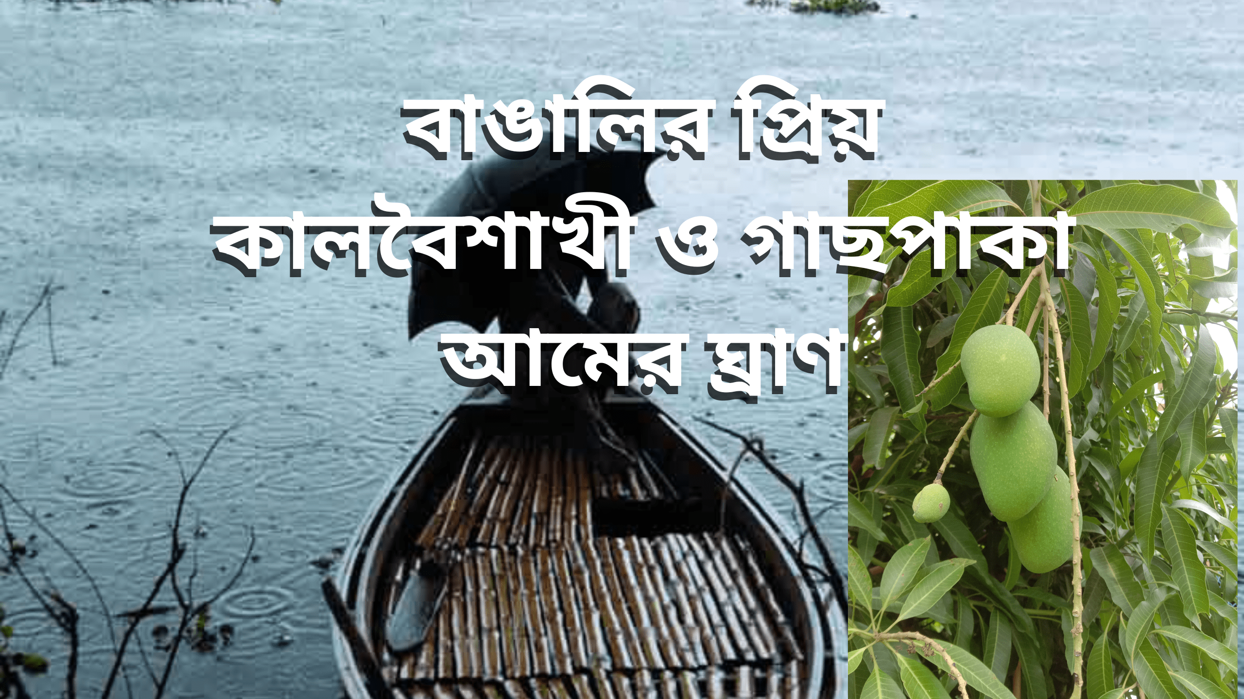 বাঙালির প্রিয় কালবৈশাখী ও গাছপাকা আমের ঘ্রাণ